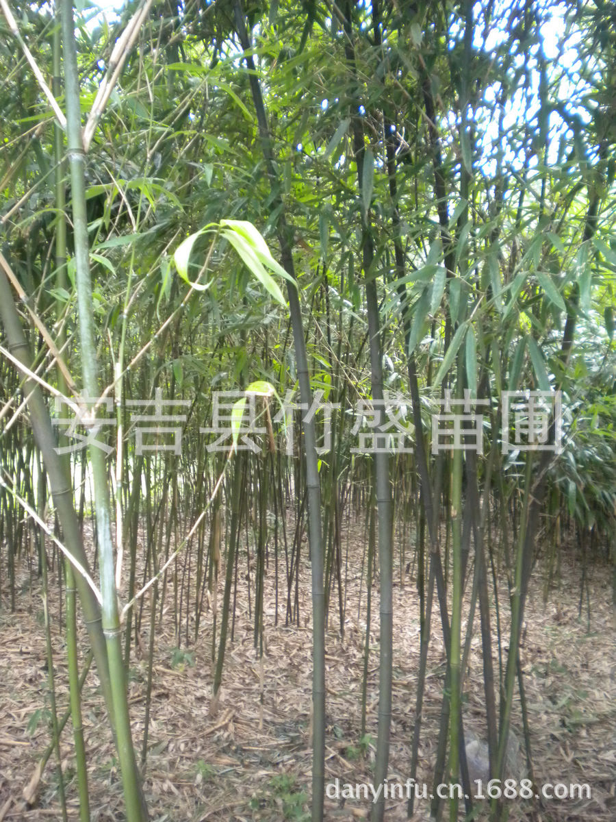 园林用途 形美秆挺,枝繁叶茂,为园林绿化中的重要观赏竹种,适于