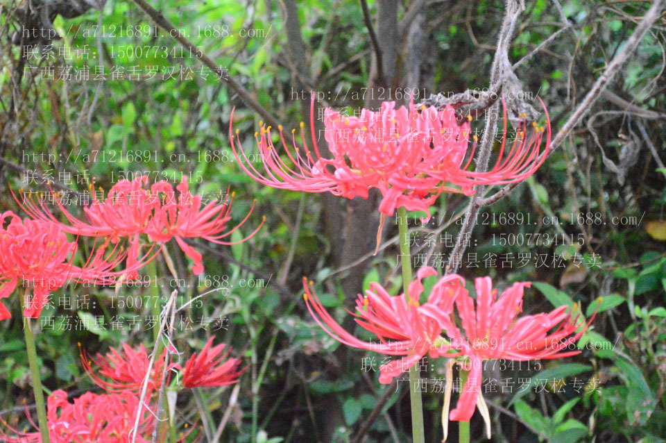 球根花卉 曼珠沙華種球 彼岸花種球 紅花石蒜種球圖片_10