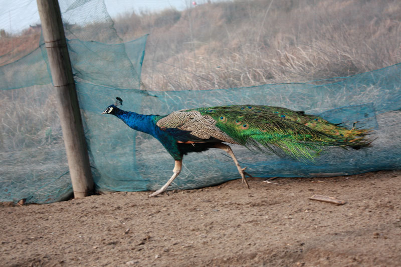 大量供应一年龄孔雀