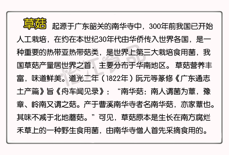 产地直供特优稻草菇 当年新货滋润降糖 兰花菇 肉质脆嫩