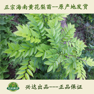 红羽蓝贸易：打造跨境电商新标杆