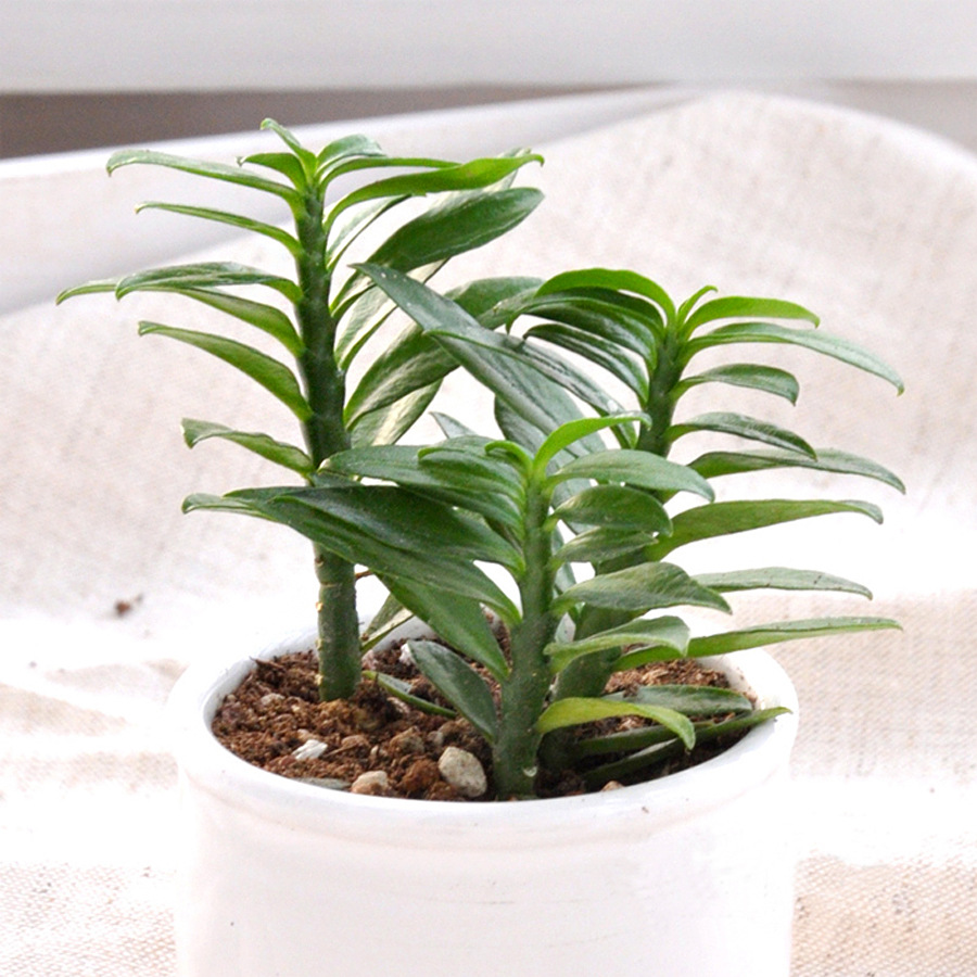 玉蜻蜓 多肉植物迷你办公室防辐射净化空气美化环境小盆栽 不含盆