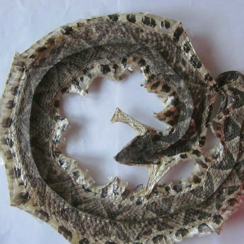 安徽亳州动物中药材金钱白花蛇 中药材蕲蛇