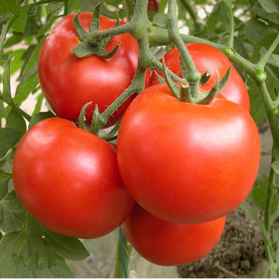 【汤山百年绿源】 天然无公害有机西红柿 番茄 洋柿子 约500g/包