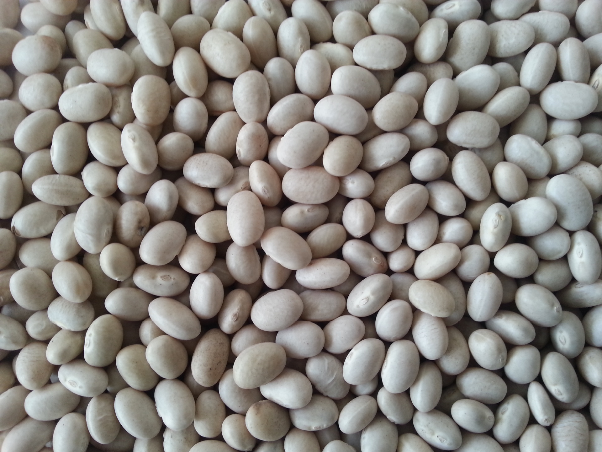 供应14年海军白芸豆