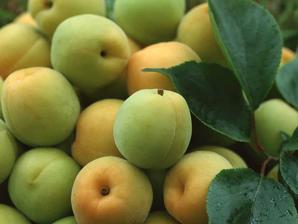 大量供应出厂价新货出口品质/盐水梅/盐渍梅/盐渍梅干/半干梅