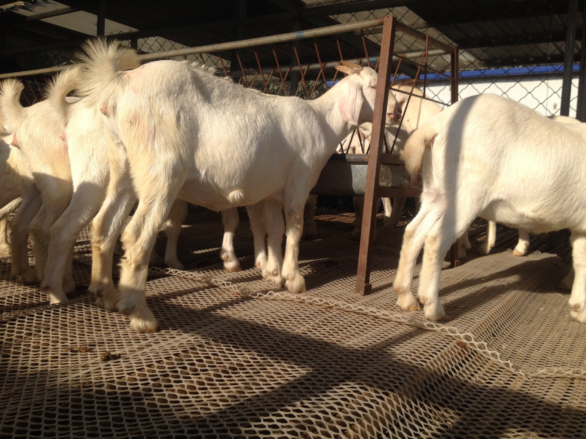 山东济宁肉羊养殖场出售改良肉羊羔白山羊小羊羔育肥黑山羊价格