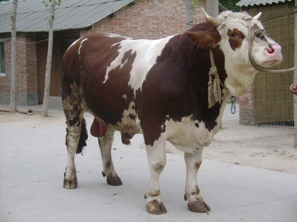 每日农经肉牛养殖技术圈养牛饲料配方