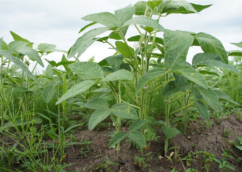 农作物种子 黄豆种子 非转基因大豆 毛豆 榨油做豆腐专用东北品种