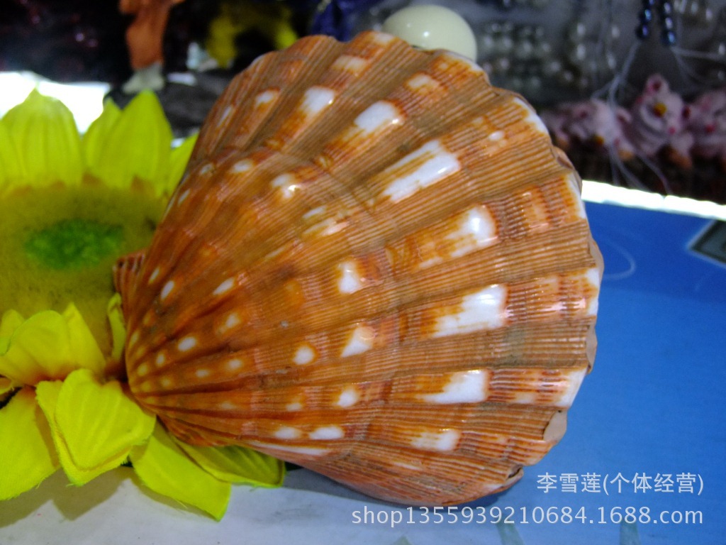 直径10-12厘米特大双面狮爪贝,颜色鲜艳光泽亮,天然贝壳海螺