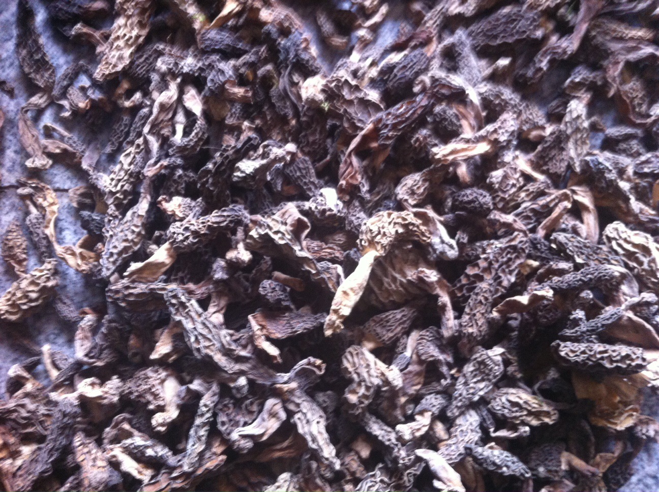 湖北中药材纯野生阳肚菌高档礼品食用干阳雀菌