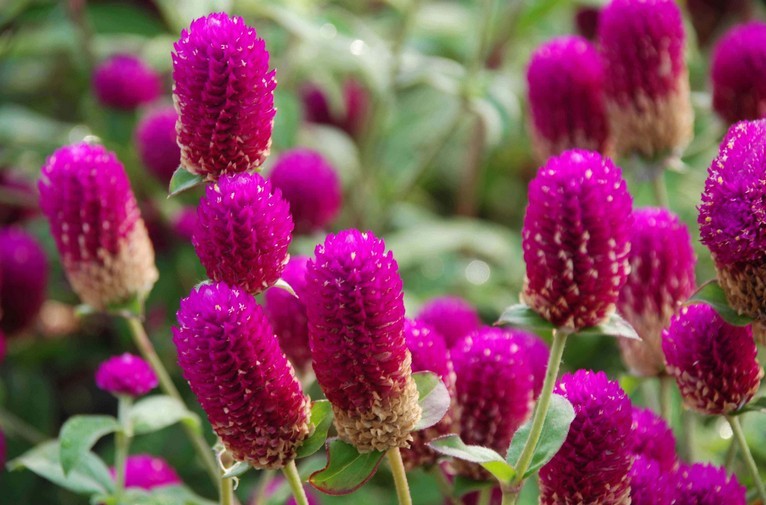 初加工材料 农产品 园艺花卉 其他园艺花卉 基地直销 时令宿根草花