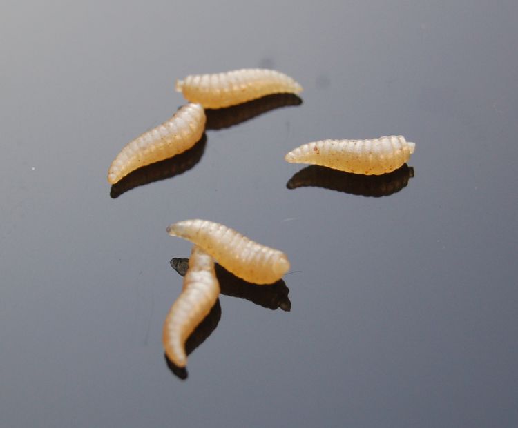 淡钓路亚饵散装闪红色 白色 虾味 仿真蛆 软虫 假蛆