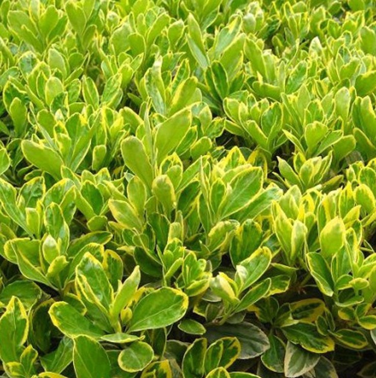 大量供应 金边黄杨 金边黄杨小苗 庭院绿篱观赏植物货源充足