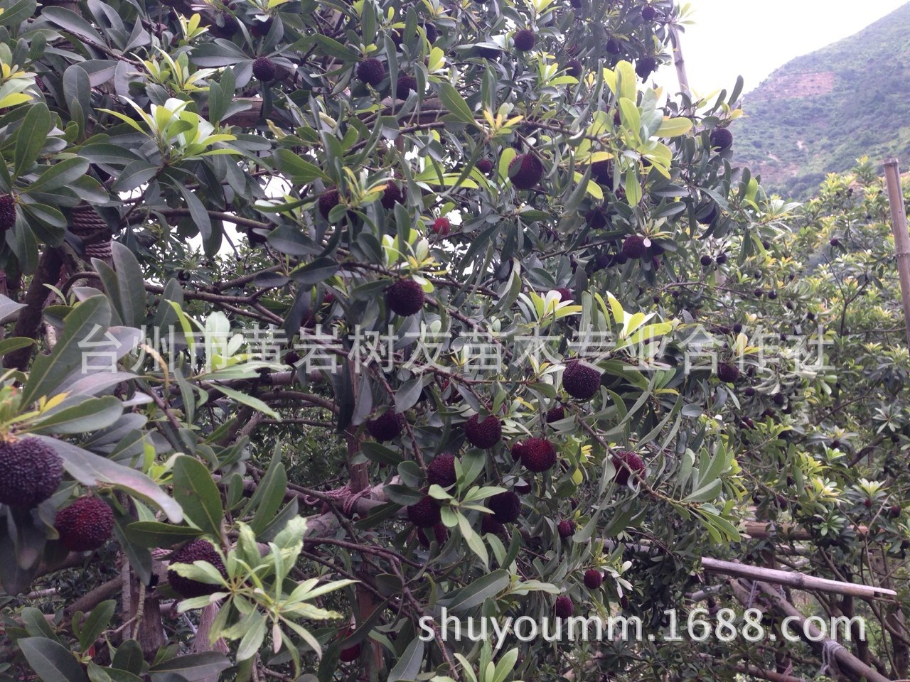 树友苗木大量供应黑炭杨梅送人佳品荸荠种杨梅浙江台州