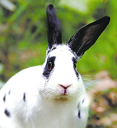 獭兔新品种 长毛兔 八点黑獭兔 獭兔养殖场