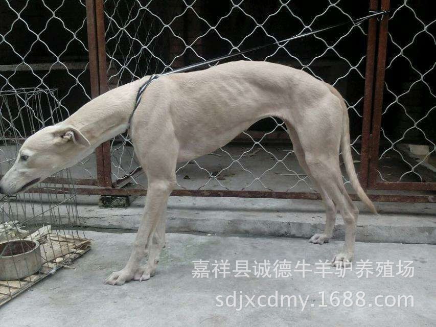 嘴刁黑白全活價格低的惠比特犬格力犬細犬養殖狩獵犬基地