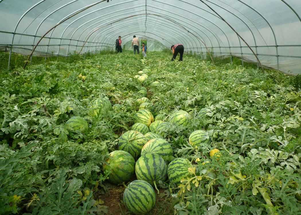 625西瓜大棚
