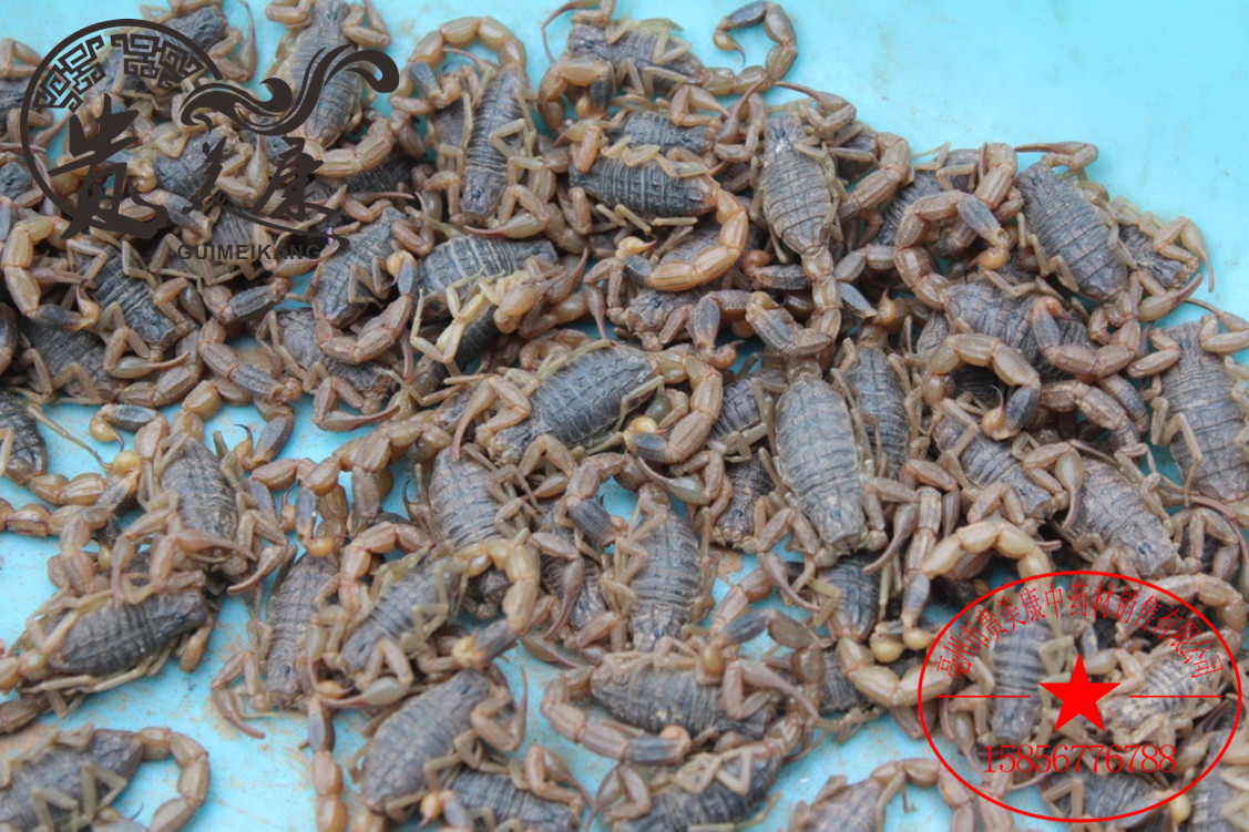 中药材批发 清水全蝎 动物原药材 蝎子 全虫 活血通络量大从优