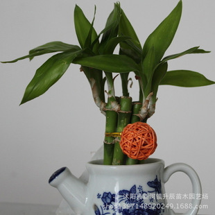 特价 富贵竹 水培竹 长寿竹 富贵开运水培植物 花卉盆景 室内盆栽