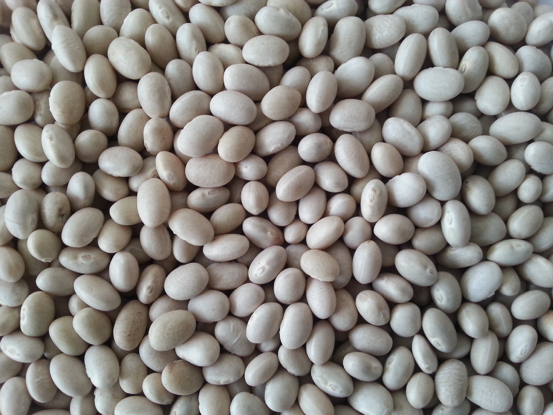 供应14年海军白芸豆