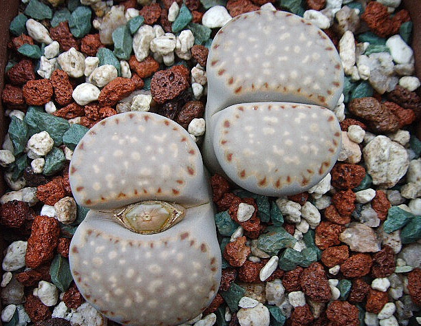 虹彩石 彩虹石 多肉介质 1公斤 满100元包邮