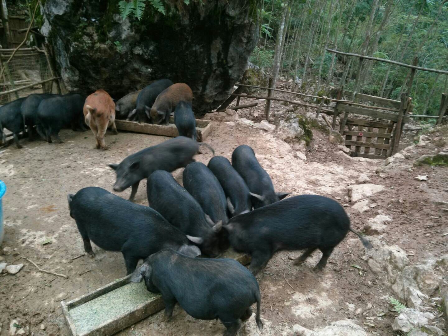 【供应原生态养殖的野猪和香猪杂交猪】广东广州供应原生态养殖的野猪