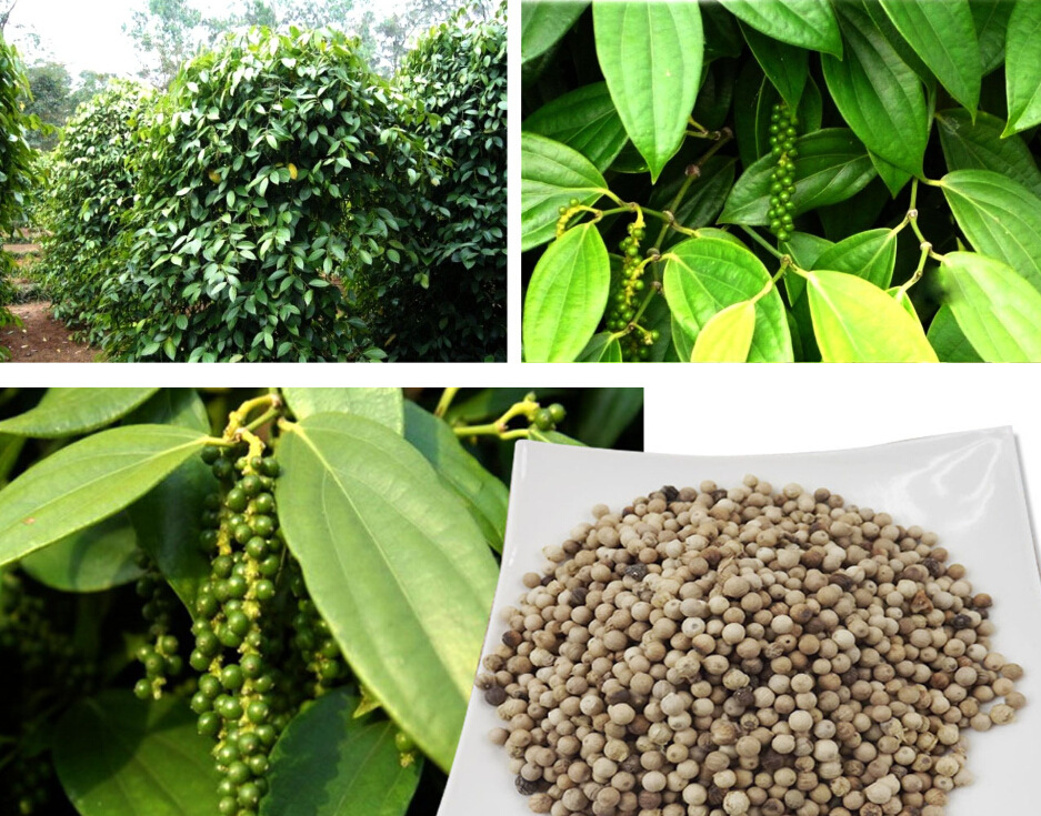 大量批发优质 印尼白胡椒粒 火.