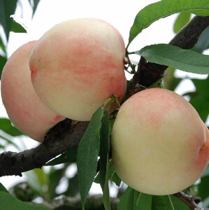 无锡批发采购引领潮流