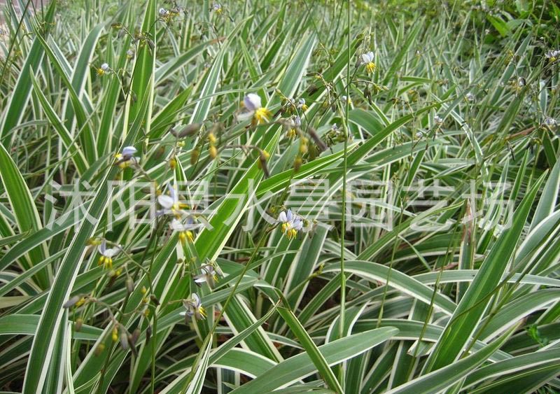 【水景園藝誠銷】大量低價供應各種玉帶草(觀賞草,地被植物)