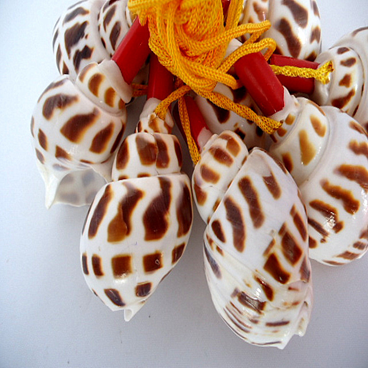 夜市爆款地摊货源热卖东风螺号 狂卖儿童热爱花螺吹 天然贝壳批发