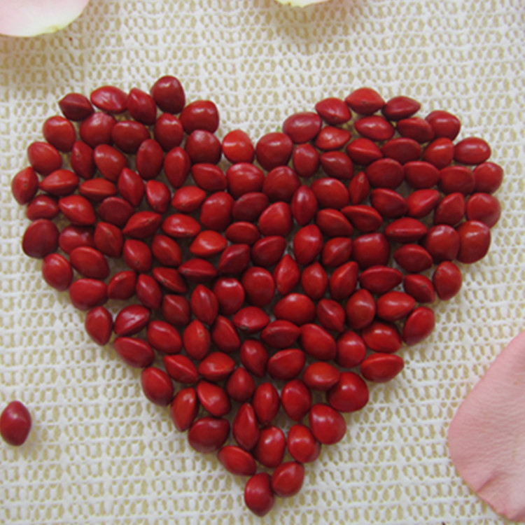 2015新散装打孔相思红豆婚庆情侣热销情侣豆9-11mm心形散装红豆
