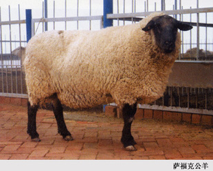 河北萨福克羊价格 河北萨福克羊养殖场 萨福克羊养殖视频