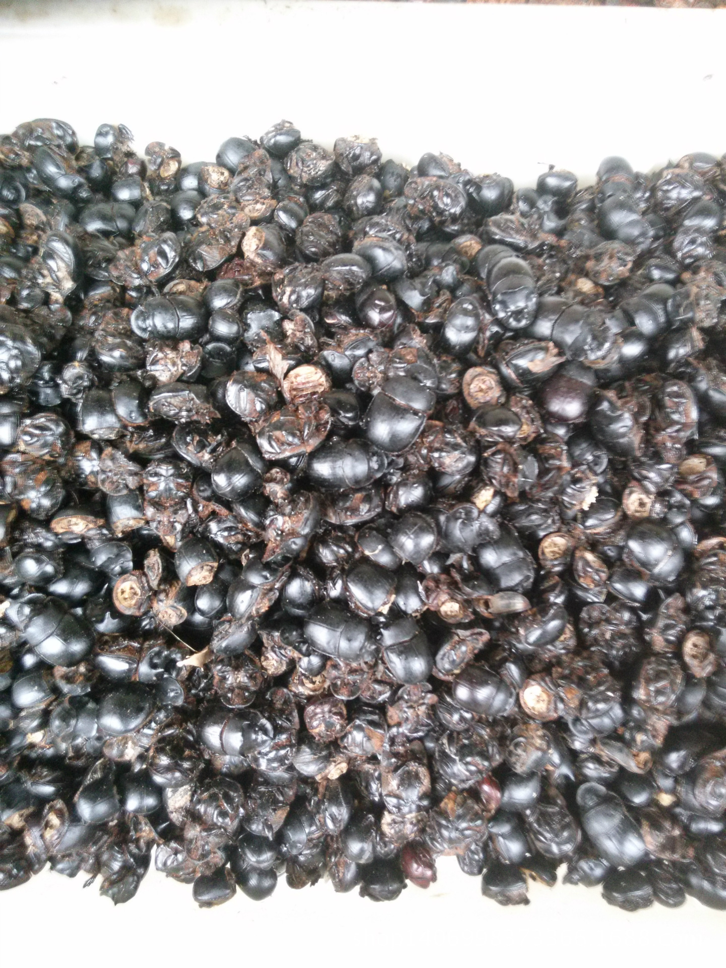 &nbsp; &nbsp; &nbsp; &nbsp; &nbsp; &nbsp; 【学名】蜣螂 【拼音】 