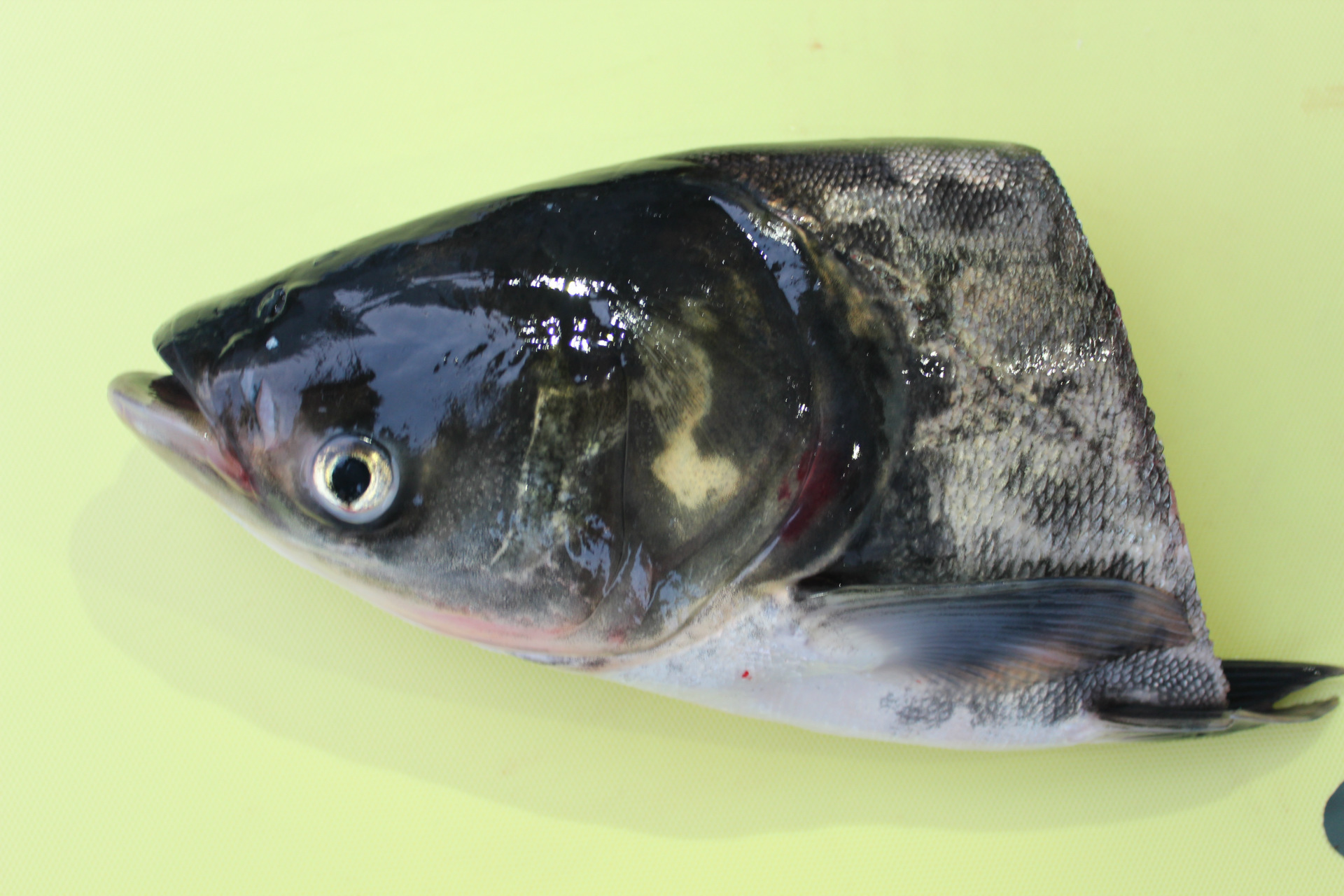 冷冻花鲢/鳙鱼头 /鱼头煲/胖头鱼鱼头/火锅鱼头/厂家生产_粗加工水产