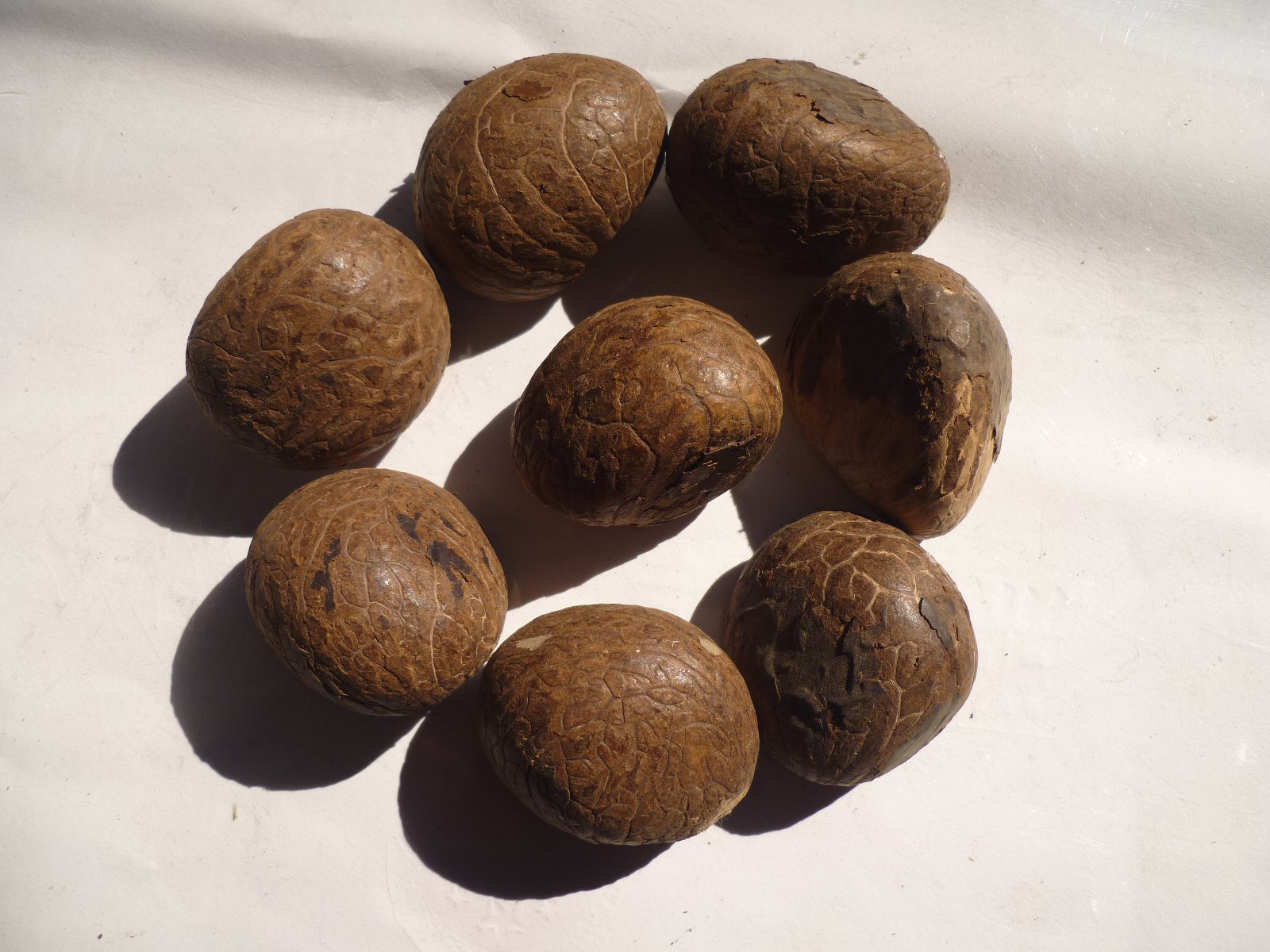 优质象牙果原果原籽通货 中大果批发 雕刻原料 现货 象牙菩提