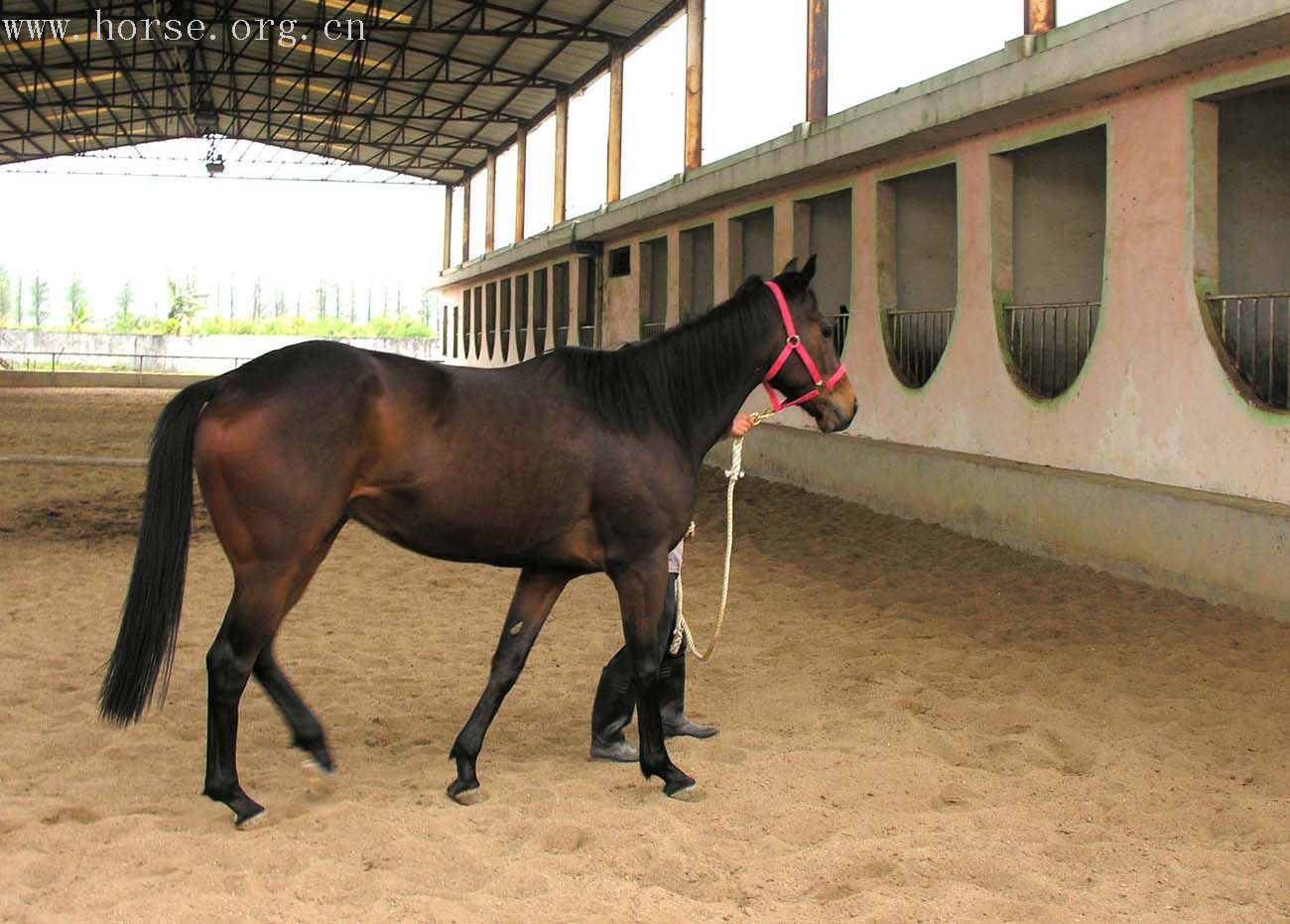 【马匹 骑乘马 宠物马 活体】价格,厂家,图片,马,嘉祥县德民养殖场