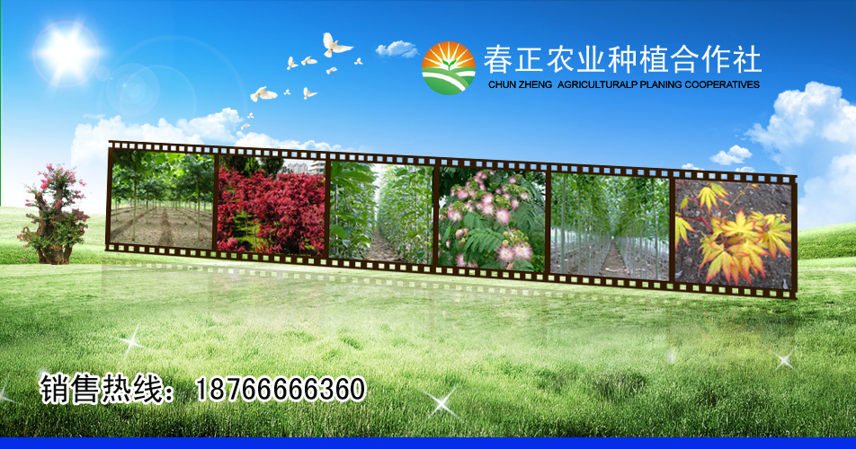 红叶石楠批发价格