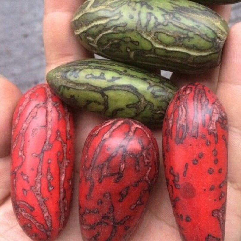 千眼菩提籽通货打磨     需要本厂精抛光成品绿色和红色精品果的朋友