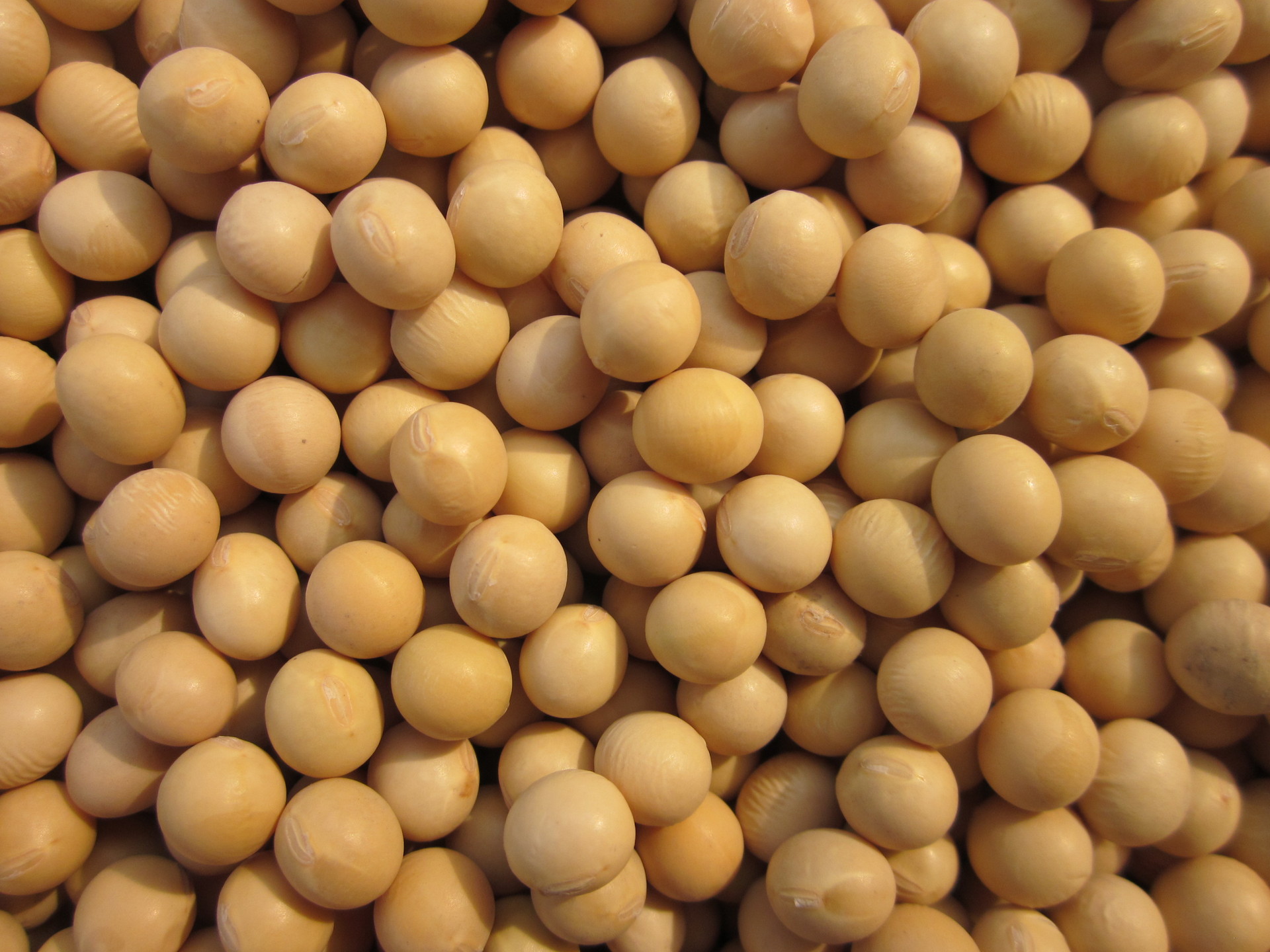 供应 东北有机大豆 黑龙江有机黄豆 非转基因有机黄大豆