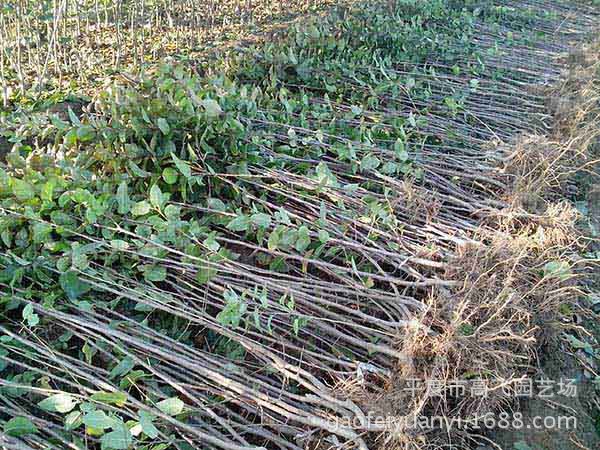 【山东 新品种 红富士苹果树苗 烟富1-8号 长枝