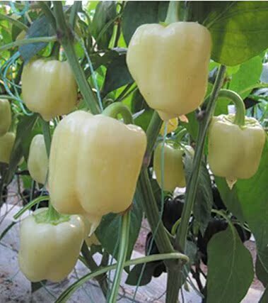 蔬菜种子 白玉彩椒种子 中晚熟乳白色甜椒 灯笼椒 肉厚美观 1g/包