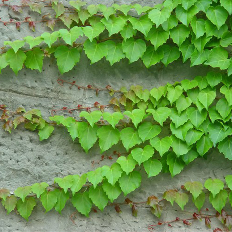 【轩辕社苗木】爬藤植物 不落叶爬山虎 一年四季常青 自产自销