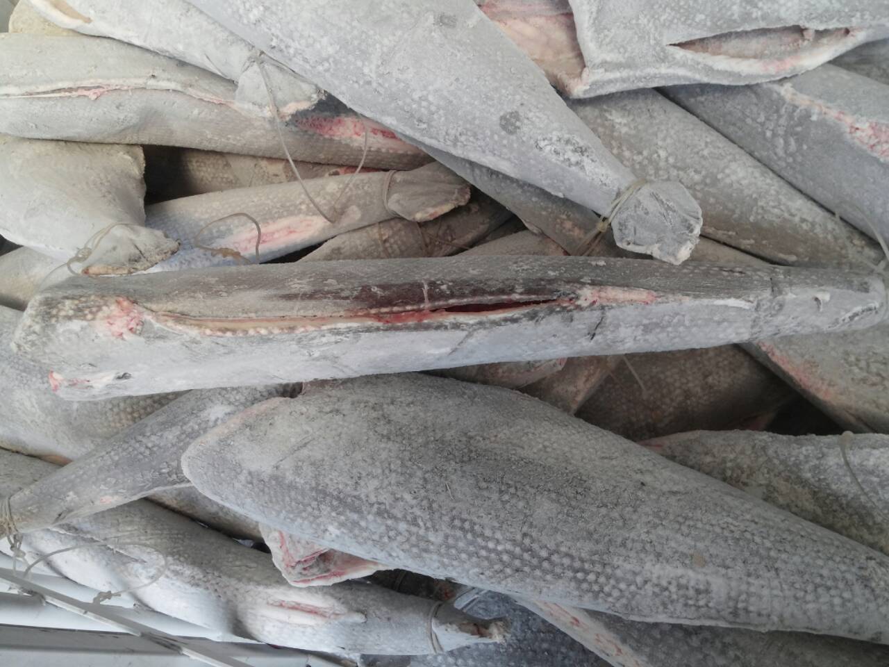 冷冻龙鳕鱼(油甘鱼)