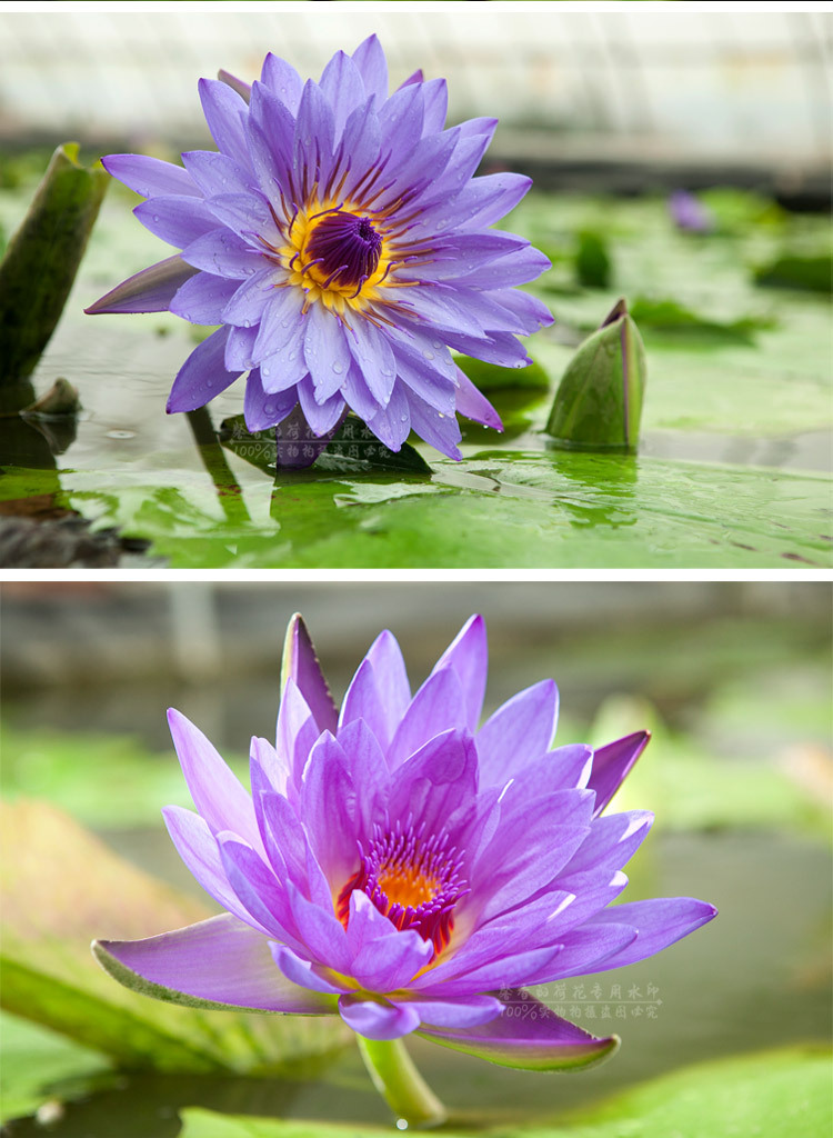 九品香水蓮花 基地直銷 臺灣純正品種 鮮切花 可泡茶 食用 禮佛