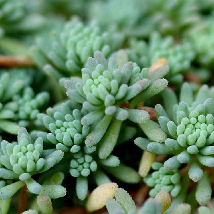 多肉植物【薄雪万年草】仙人类花卉 办公室