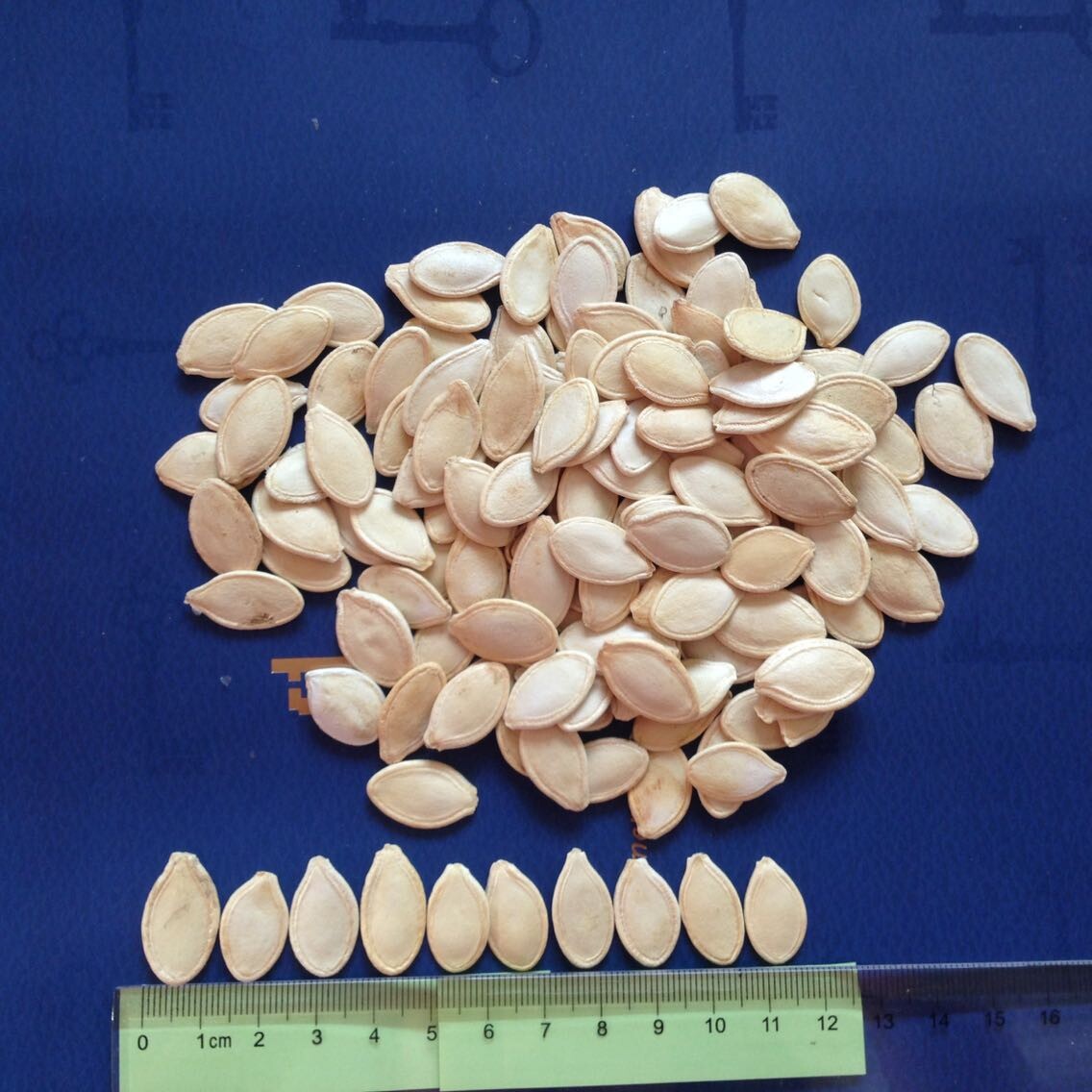 [hl-b11]2014角瓜子9mm光板