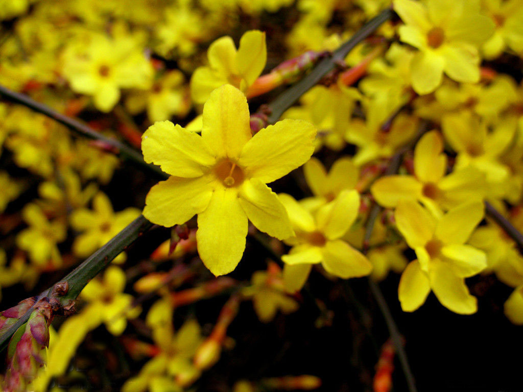 迎春花学名(jasmine nudiflorum),别名迎春,黄素馨,金腰带,木犀科茉莉