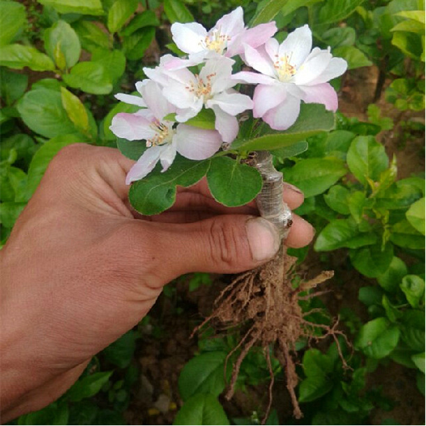 苗圃直销西府海棠小苗 根系发达 现货充足 绿化苗木 西府海棠树苗