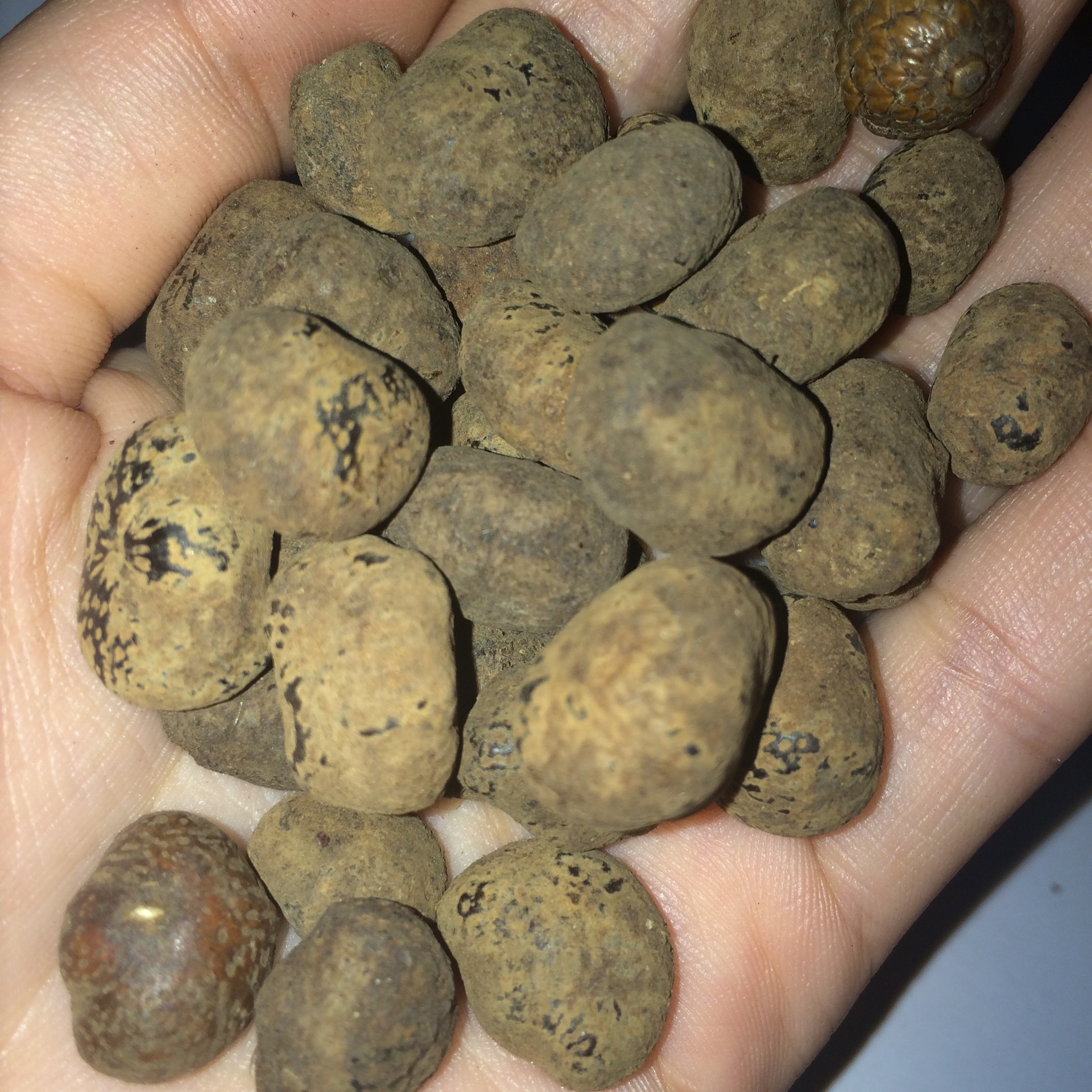 星月菩提原籽通货 原籽原料 通货散珠 高密元宝籽 星月菩提子